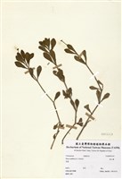 藏品(過江藤)的圖片